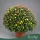 Chrysanthemum 'Quattro' - Krizantém - vegyes virágú - 55 cm magas - 5 literes cserépben