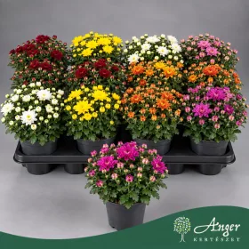  Chrysanthemum 'Garden mum' - Krizantém - vegyes virágú - 21 cm magas - 10,5 cm-es cserépben