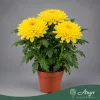 Chrysanthemum 'Nova Lime Zembla' - Krizantém - zöldeslime - 35 cm magas - 13 cm-es cserépben