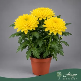   Chrysanthemum 'Nova Lime Zembla' - Krizantém - zöldeslime - 35 cm magas - 13 cm-es cserépben