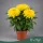 Chrysanthemum 'Nova Lime Zembla' - Krizantém - zöldeslime - 35 cm magas - 13 cm-es cserépben