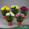 Chrysanthemum 'Nova Lime Zembla' - Krizantém - zöldeslime - 35 cm magas - 13 cm-es cserépben
