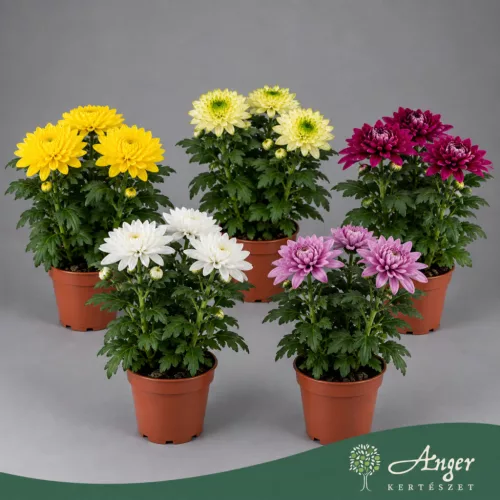 Chrysanthemum 'Nova Lime Zembla' - Krizantém - zöldeslime - 35 cm magas - 13 cm-es cserépben