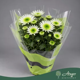   Chrysanthemum 'Splash Meadow' - Krizantém - vegyes - 20 cm magas - 12 cm-es cserépben