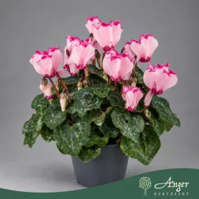   Cyclamen persicum 'Verano Victori' - Perzsa ciklámen - rózsaszín - 15 cm magas - 7 cm-es cserépben