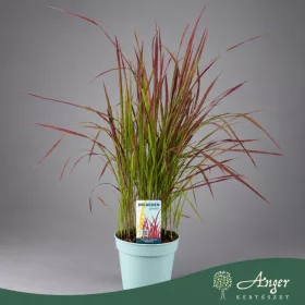   Imperata cylindrica 'Red Baron' - Japán vérfű - 80 cm magas - 3 literes cserépben