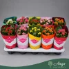 Kalanchoe blossfeldiana 'Double Deluxe' (Mix) - Korallvirág - vegyes - 22 cm magas - 10,5 cm-es cserépben