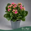 Kalanchoe blossfeldiana 'Double Deluxe' (Mix) - Korallvirág - vegyes - 22 cm magas - 10,5 cm-es cserépben