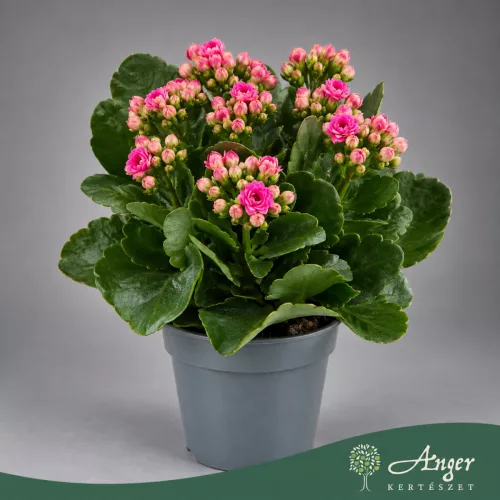 Kalanchoe blossfeldiana 'Double Deluxe' (Mix) - Korallvirág - vegyes - 22 cm magas - 10,5 cm-es cserépben
