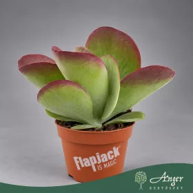   Kalanchoe thyrsiflora 'Flapjack' - Lapátlevelű korallvirág - 27 cm magas - 15 cm-es cserépben
