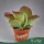 Kalanchoe thyrsiflora 'Flapjack' - Lapátlevelű korallvirág - 27 cm magas - 15 cm-es cserépben