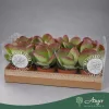 Kalanchoe thyrsiflora 'Flapjack' - Lapátlevelű korallvirág - 27 cm magas - 15 cm-es cserépben