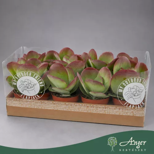 Kalanchoe thyrsiflora 'Flapjack' - Lapátlevelű korallvirág - 27 cm magas - 15 cm-es cserépben
