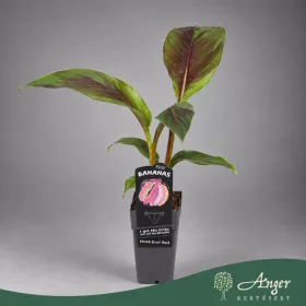   Musa sikkimensis 'Ever Red' - Banán - 30 cm magas - 15 cm-es cserépben