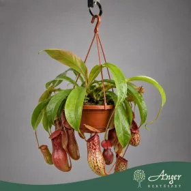  Nepenthes 'Monkey Jars' (Mix) - Kancsóka - 45 cm magas - 14 cm-es cserépben