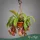 Nepenthes 'Monkey Jars' (Mix) - Kancsóka - 45 cm magas - 14 cm-es cserépben