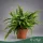 Nephrolepis exaltata 'Green Moment' - Szobapáfrány - 60 cm magas - 3 literes cserépben