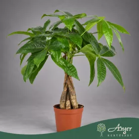   Pachira aquatica (fonott törzs) - Vadkakaó - 65 cm magas - 14 cm-es cserépben