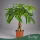 Pachira aquatica (fonott törzs) - Vadkakaó - 65 cm magas - 14 cm-es cserépben