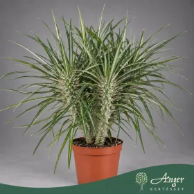  Pachypodium geayi - Madagaszkári pálma - 20 cm magas - 15 cm-es cserépben