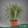 Pachypodium geayi - Madagaszkári pálma - 20 cm magas - 15 cm-es cserépben
