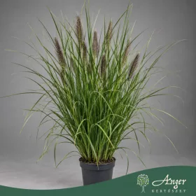   Pennisetum alopecuroides f. viridescens - Évelő tollborzfű - 80 cm magas - 3 literes cserépben
