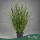 Pennisetum alopecuroides f. viridescens - Évelő tollborzfű - 80 cm magas - 3 literes cserépben