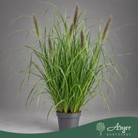  Pennisetum alopecuroides 'Black Beauty' - Évelő tollborzfű - 120 cm magas - 3 literes cserépben