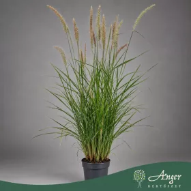   Pennisetum orientale 'Fairy Tails' - Keleti tollborzfű - 120 cm magas - 3 literes cserépben