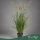 Pennisetum orientale 'Fairy Tails' - Keleti tollborzfű - 120 cm magas - 3 literes cserépben