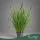 Pennisetum orientale 'Tall Tails' - Keleti tollborzfű - 130 cm magas - 3 literes cserépben