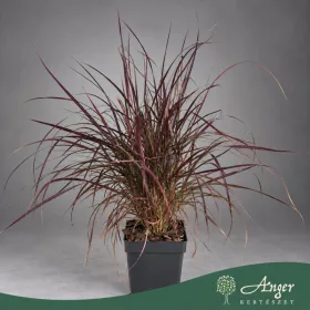   Pennisetum setaceum 'Rubrum' - Bordólevelű tollborzfű - 40 cm magas - 3 literes cserépben