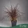 Pennisetum setaceum 'Rubrum' - Bordólevelű tollborzfű - 40 cm magas - 3 literes cserépben
