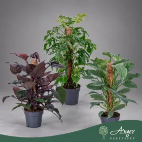   Philodendron (mix, mohaoszlopon) - Filodendron - vegyes - 60 cm magas - 3 literes cserépben