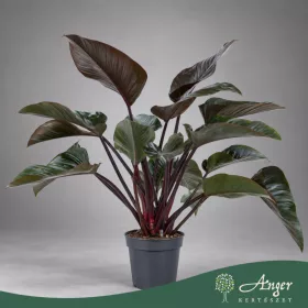   Philodendron 'Red Beauty' - Vörös filodendron - 100 cm magas - 10 literes cserépben