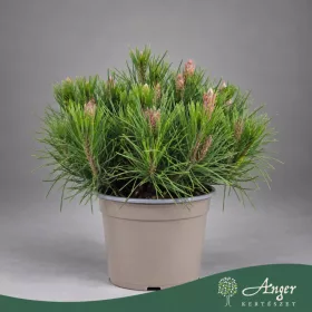   Pinus mugo 'Pumilio' - Havasi törpefenyő - 15 cm magas - 15 cm-es cserépben
