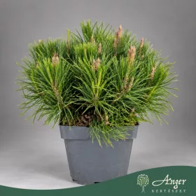   Pinus mugo subsp. mugo 'Mughus' - Havasi törpefenyő - 35 cm magas - 3 literes cserépben