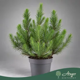  Pinus pinea 'Silver Crest' - Mandulafenyő - 35 cm magas - 10,5 cm-es cserépben