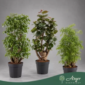   Polyscias (mix) - Árnyékarália - vegyes - 60 cm magas - 3 literes cserépben