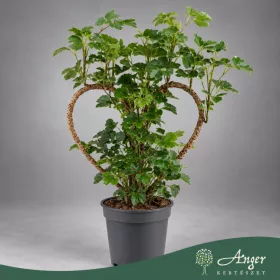   Polyscias (mix) - Árnyékarália - vegyes - 45 cm magas - 12 cm-es cserépben
