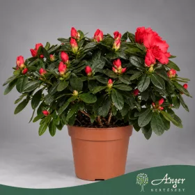   Rhododendron simsii 'Jimmy' - Szobai azálea - piros - 30 cm magas - 14 cm-es cserépben