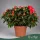 Rhododendron simsii 'Jimmy' - Szobai azálea - piros - 30 cm magas - 14 cm-es cserépben