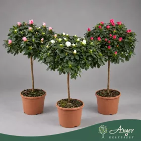   Rhododendron simsii (törzses, mix) - Szobai azálea - vegyes - 65 cm magas - 30 cm-es törzs - 3 literes cserépben