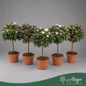   Rhododendron simsii 'Helmut Vogel' (törzses, mix) - Szobai azálea - vegyes - 40 cm magas - 13 cm-es cserépben