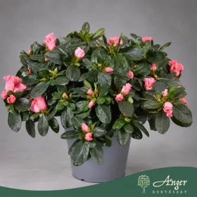   Rhododendron simsii 'Vogel Luntera' - Szobai azálea - lazacszínű - 30 cm magas - 14 cm-es cserépben