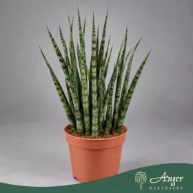   Sansevieria cylindrica 'Fernwood Mikado' - Anyósnyelv - 25 cm magas - 9 cm-es cserépben