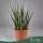 Sansevieria cylindrica 'Fernwood Mikado' - Anyósnyelv - 25 cm magas - 9 cm-es cserépben