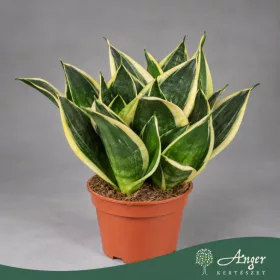   Sansevieria trifasciata 'Hahnii Lotus' - Törpe anyósnyelv - 18 cm magas - 9 cm-es cserépben