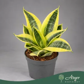   Sansevieria trifasciata 'Hahnii' - Törpe anyósnyelv - 15 cm magas - 9 cm-es cserépben