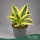 Sansevieria trifasciata 'Hahnii' - Törpe anyósnyelv - 15 cm magas - 9 cm-es cserépben